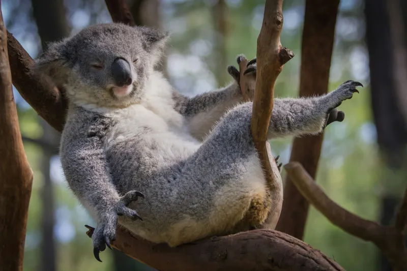 Tablou Canvas, "Visul unui koala pe ramură", Somn, Relaxează, Natură, Blană, Crengi, Eucalipt, Liniște, Odihnă, Koala, 150 x 100 cm – poza 2