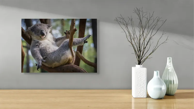 Tablou Canvas, "Visul unui koala pe ramură", Somn, Relaxează, Natură, Blană, Crengi, Eucalipt, Liniște, Odihnă, Koala, 54 x 39 cm – poza 3