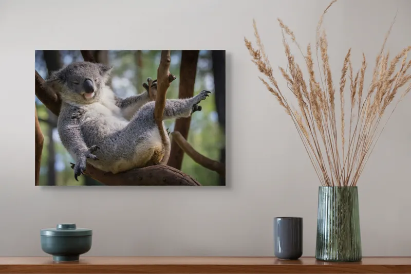 Tablou Canvas, "Visul unui koala pe ramură", Somn, Relaxează, Natură, Blană, Crengi, Eucalipt, Liniște, Odihnă, Koala, 54 x 39 cm – poza 4