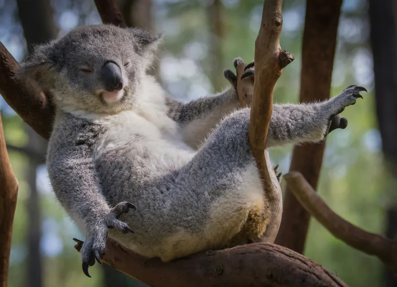 Tablou Canvas, "Visul unui koala pe ramură", Somn, Relaxează, Natură, Blană, Crengi, Eucalipt, Liniște, Odihnă, Koala, 54 x 39 cm – poza 2