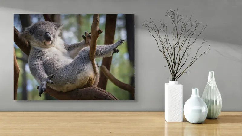 Tablou Canvas, "Visul unui koala pe ramură", Somn, Relaxează, Natură, Blană, Crengi, Eucalipt, Liniște, Odihnă, Koala, 70 x 50 cm – poza 3