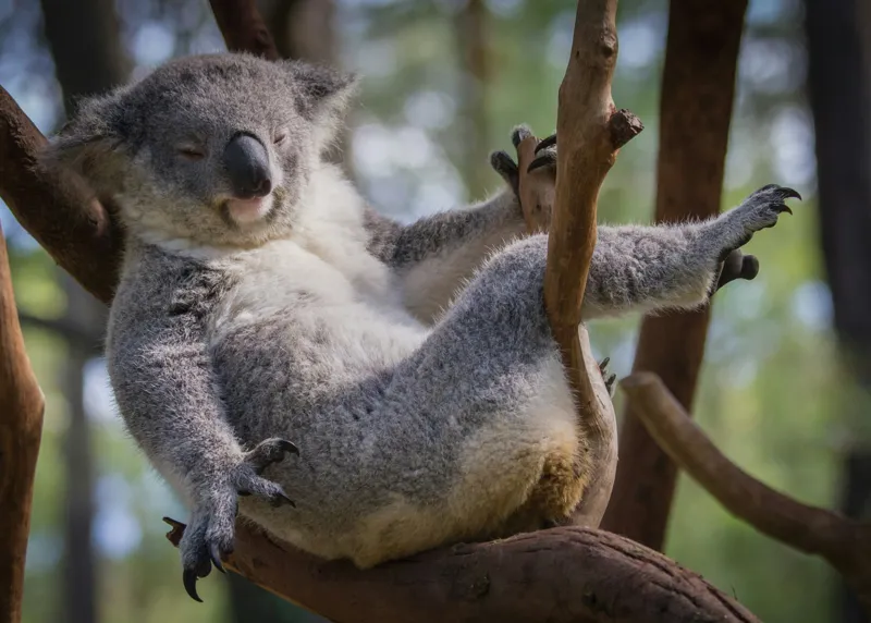 Tablou Canvas, "Visul unui koala pe ramură", Somn, Relaxează, Natură, Blană, Crengi, Eucalipt, Liniște, Odihnă, Koala, 70 x 50 cm – poza 2