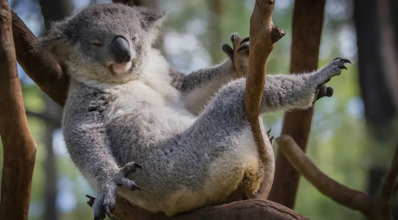 Tablou Canvas, "Visul unui koala pe ramură", Somn, Relaxează, Natură, Blană, Crengi, Eucalipt, Liniște, Odihnă, Koala, 90 x 50 cm – poza 2