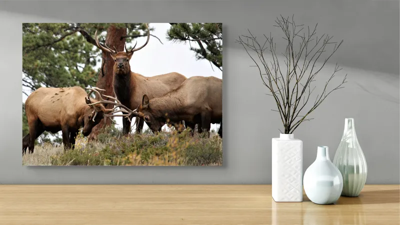 Tablou Canvas, "Cerbii în mijlocul pădurii veșnice", Eu nu știu cine sunt persoanele din imagine. Elani, Pădure, Corn, Natură, Cer, Iarbă, Arbori, Tranquilitate, Sălbăticie, Peisaj, 70 x 50 cm – poza 3