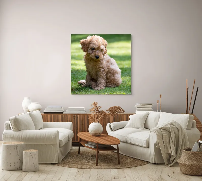 Tablou Canvas, "Cățelușul buclat pe iarbă verde", Cățeluș, Blănos, Drăguț, Jucăuș, Curios, Pufos, Grădină, Verde, Luminos, Încântător, 100 x 100 cm – poza 3