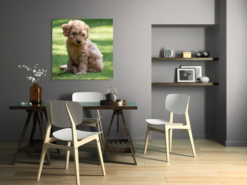 Tablou Canvas, "Cățelușul buclat pe iarbă verde", Cățeluș, Blănos, Drăguț, Jucăuș, Curios, Pufos, Grădină, Verde, Luminos, Încântător, 100 x 100 cm – poza 6