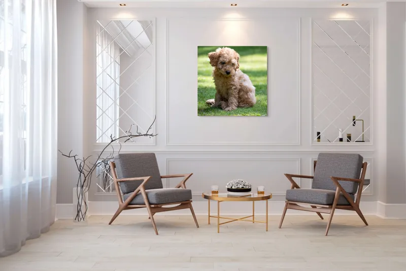 Tablou Canvas, "Cățelușul buclat pe iarbă verde", Cățeluș, Blănos, Drăguț, Jucăuș, Curios, Pufos, Grădină, Verde, Luminos, Încântător, 100 x 100 cm – poza 7