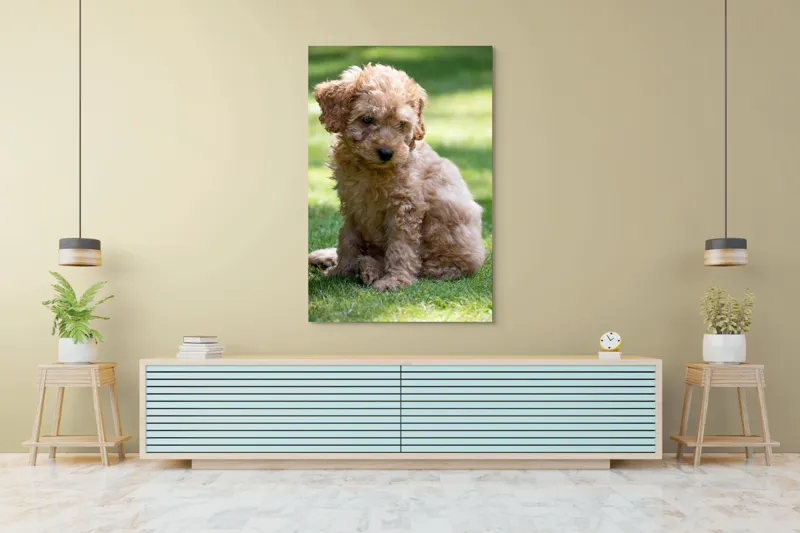Tablou Canvas, "Cățelușul buclat pe iarbă verde", Cățeluș, Blănos, Drăguț, Jucăuș, Curios, Pufos, Grădină, Verde, Luminos, Încântător, 100 x 150 cm – poza 4