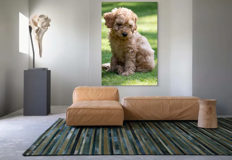 Tablou Canvas, "Cățelușul buclat pe iarbă verde", Cățeluș, Blănos, Drăguț, Jucăuș, Curios, Pufos, Grădină, Verde, Luminos, Încântător, 100 x 150 cm – poza 7