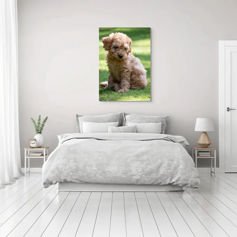 Tablou Canvas, "Cățelușul buclat pe iarbă verde", Cățeluș, Blănos, Drăguț, Jucăuș, Curios, Pufos, Grădină, Verde, Luminos, Încântător, 70 x 100 cm – poza 3