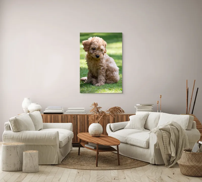 Tablou Canvas, "Cățelușul buclat pe iarbă verde", Cățeluș, Blănos, Drăguț, Jucăuș, Curios, Pufos, Grădină, Verde, Luminos, Încântător, 70 x 100 cm – poza 4