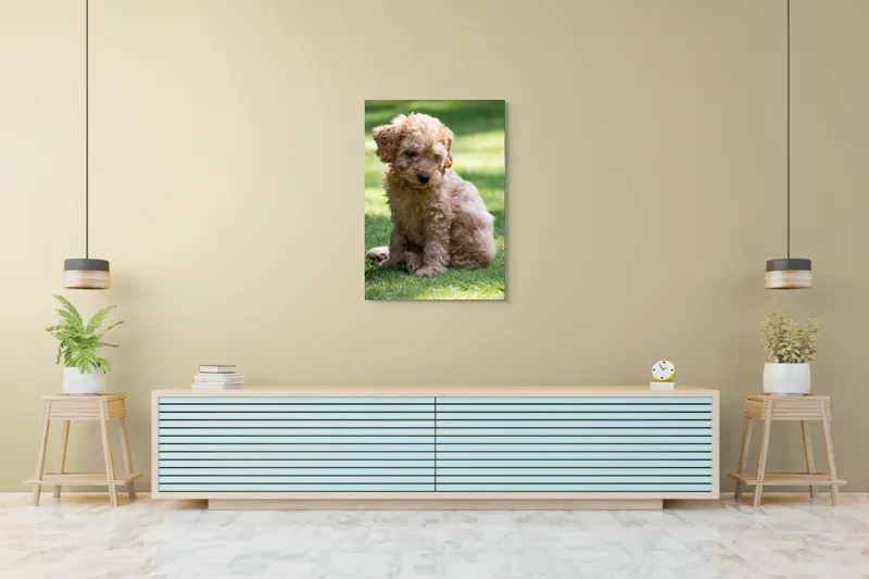 Tablou Canvas, "Cățelușul buclat pe iarbă verde", Cățeluș, Blănos, Drăguț, Jucăuș, Curios, Pufos, Grădină, Verde, Luminos, Încântător, 70 x 100 cm – poza 5