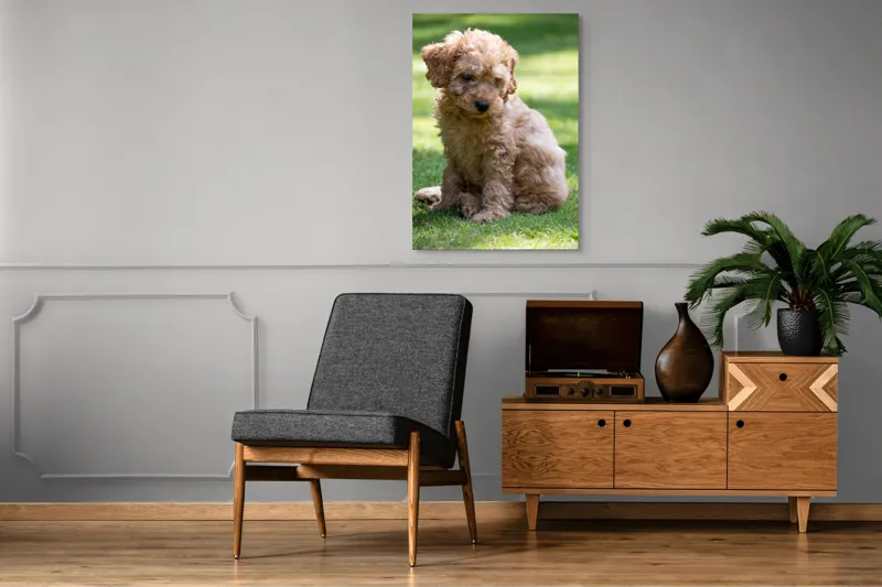 Tablou Canvas, "Cățelușul buclat pe iarbă verde", Cățeluș, Blănos, Drăguț, Jucăuș, Curios, Pufos, Grădină, Verde, Luminos, Încântător, 70 x 100 cm – poza 6