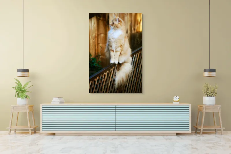 Tablou Canvas, "Pisica pufoasă pe gard iluminat", Pisică, Blană, Pufos, Gard, Lemn, Verdeață, Coadă, Privire, Agilitate, Blând., 100 x 150 cm – poza 4