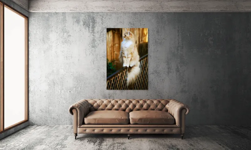 Tablou Canvas, "Pisica pufoasă pe gard iluminat", Pisică, Blană, Pufos, Gard, Lemn, Verdeață, Coadă, Privire, Agilitate, Blând., 100 x 150 cm – poza 6