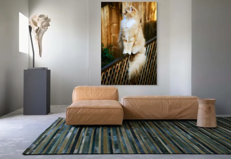 Tablou Canvas, "Pisica pufoasă pe gard iluminat", Pisică, Blană, Pufos, Gard, Lemn, Verdeață, Coadă, Privire, Agilitate, Blând., 100 x 150 cm – poza 7