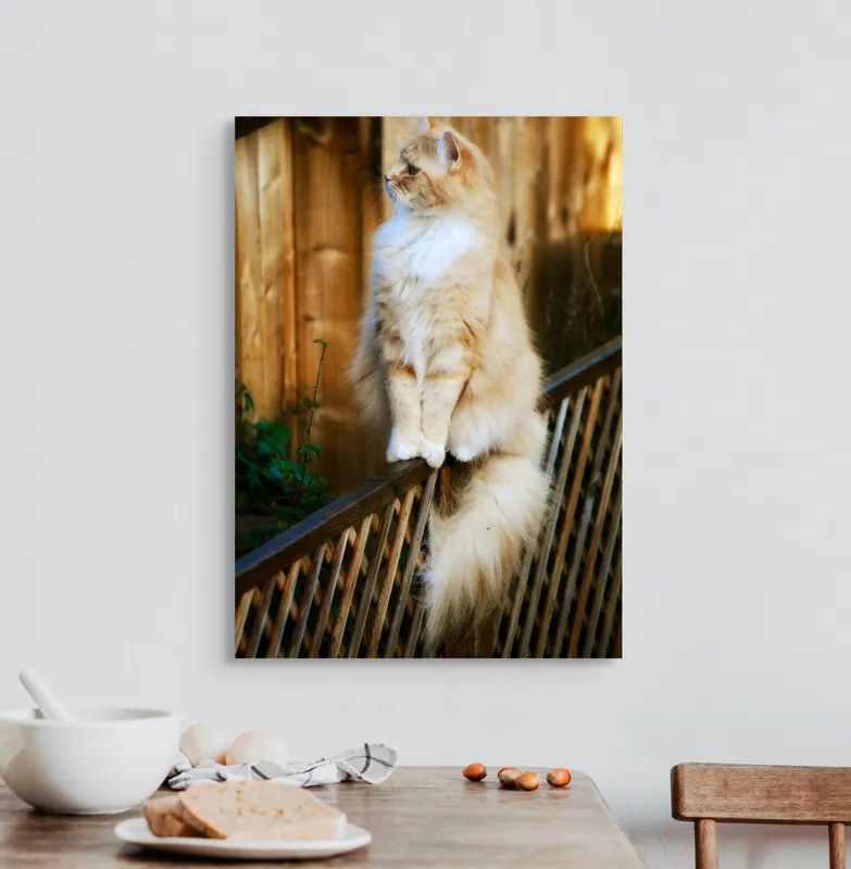 Tablou Canvas, "Pisica pufoasă pe gard iluminat", Pisică, Blană, Pufos, Gard, Lemn, Verdeață, Coadă, Privire, Agilitate, Blând., 50 x 70 cm – poza 3