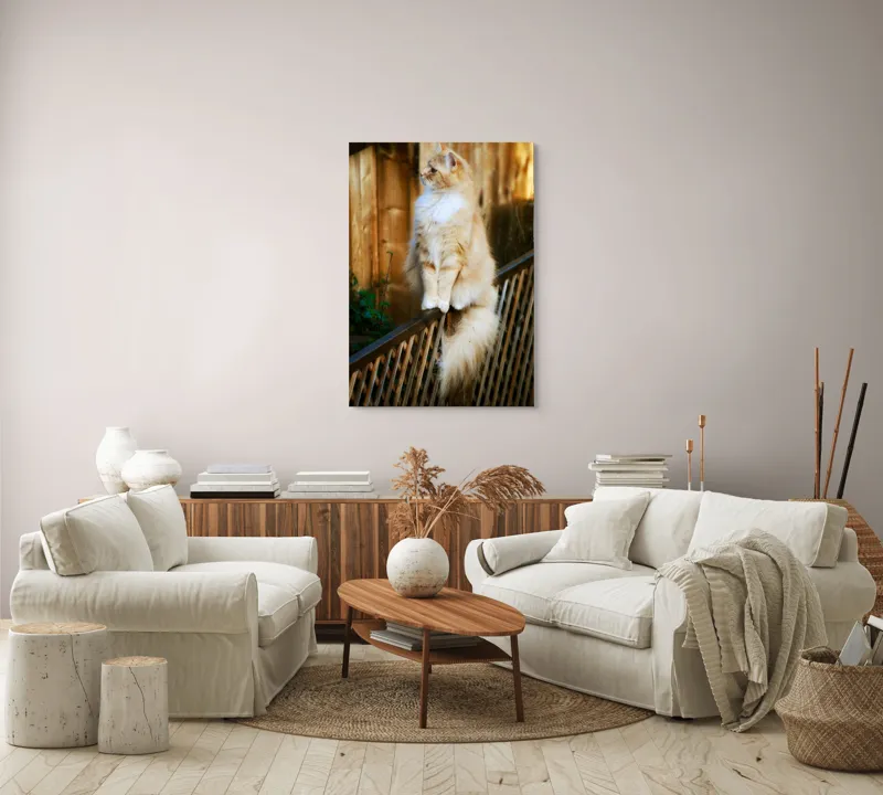 Tablou Canvas, "Pisica pufoasă pe gard iluminat", Pisică, Blană, Pufos, Gard, Lemn, Verdeață, Coadă, Privire, Agilitate, Blând., 70 x 100 cm – poza 4