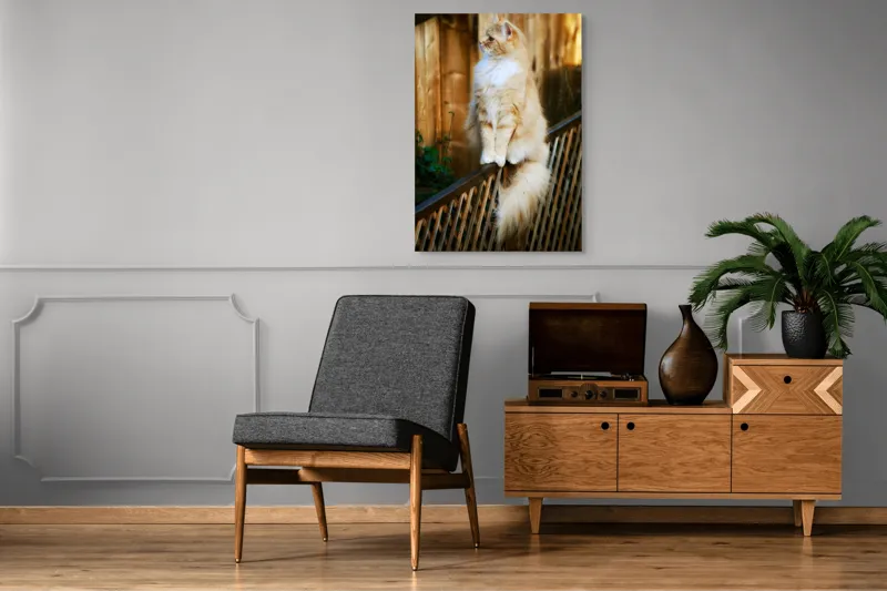 Tablou Canvas, "Pisica pufoasă pe gard iluminat", Pisică, Blană, Pufos, Gard, Lemn, Verdeață, Coadă, Privire, Agilitate, Blând., 70 x 100 cm – poza 6