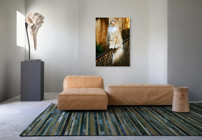Tablou Canvas, "Pisica pufoasă pe gard iluminat", Pisică, Blană, Pufos, Gard, Lemn, Verdeață, Coadă, Privire, Agilitate, Blând., 70 x 100 cm – poza 7