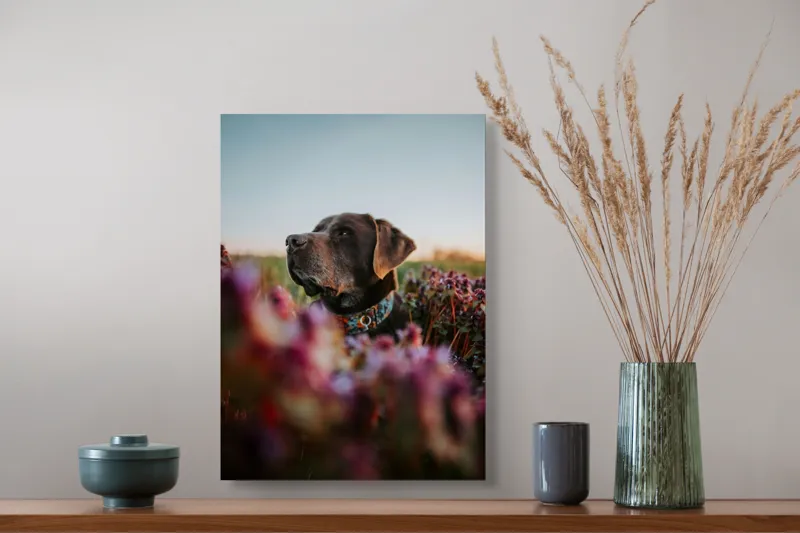 Tablou Canvas, "Câinele și florile de primăvară", Ștefănie, Blândețe, Apus, Flori, Privește, Calm, Natură, Moment, Liniște, Frumusețe, 39 x 54 cm – poza 3