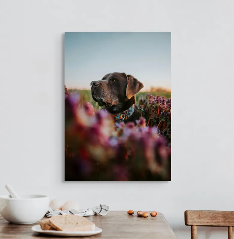 Tablou Canvas, "Câinele și florile de primăvară", Ștefănie, Blândețe, Apus, Flori, Privește, Calm, Natură, Moment, Liniște, Frumusețe, 50 x 70 cm – poza 3