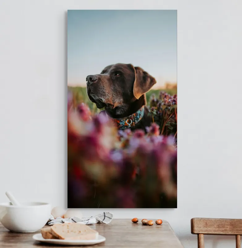 Tablou Canvas, "Câinele și florile de primăvară", Ștefănie, Blândețe, Apus, Flori, Privește, Calm, Natură, Moment, Liniște, Frumusețe, 50 x 90 cm – poza 3