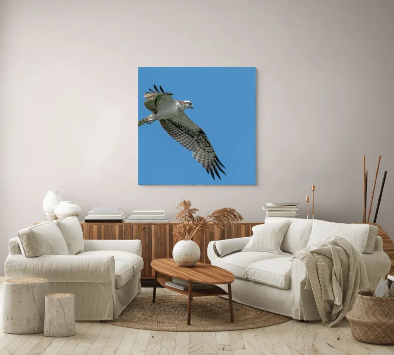 Tablou Canvas, "Răsfățul înaltului cerului albastru", Pasăre, Cer, Vultur, Aripi, Zbor, Albastru, Prădător, Penaj, 100 x 100 cm – poza 3