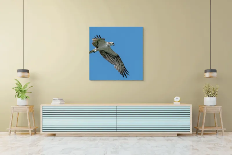 Tablou Canvas, "Răsfățul înaltului cerului albastru", Pasăre, Cer, Vultur, Aripi, Zbor, Albastru, Prădător, Penaj, 100 x 100 cm – poza 5