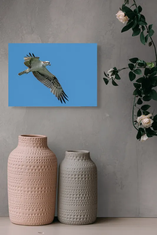 Tablou Canvas, "Răsfățul înaltului cerului albastru", Pasăre, Cer, Vultur, Aripi, Zbor, Albastru, Prădător, Penaj, 54 x 39 cm – poza 8