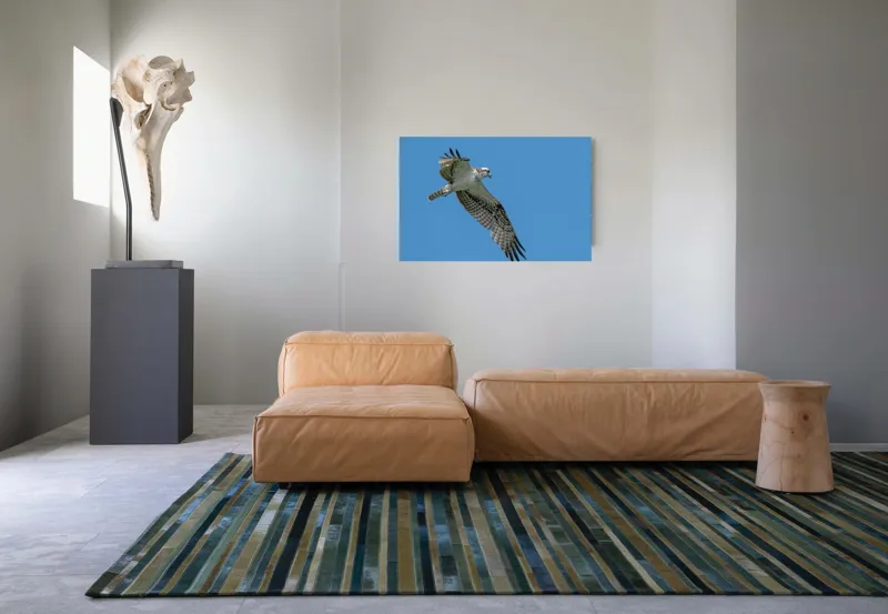 Tablou Canvas, "Răsfățul înaltului cerului albastru", Pasăre, Cer, Vultur, Aripi, Zbor, Albastru, Prădător, Penaj, 90 x 50 cm – poza 8
