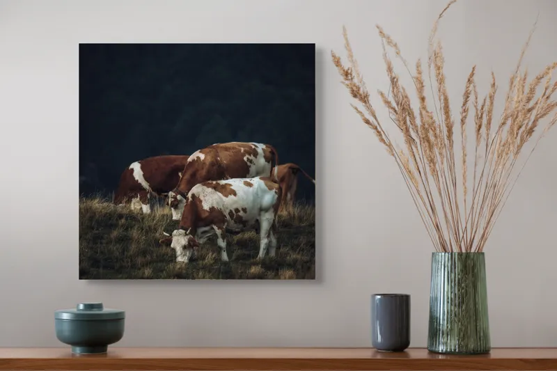 Tablou Canvas, "Vaci pașnice pe pășune montană", Vaci, Pășune, Verdeață, Apus, Natură, Serele, Coline, Tranquilitate, 50 x 50 cm – poza 4