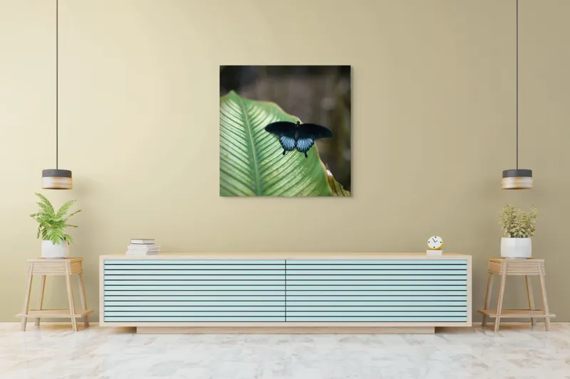 Tablou Canvas, "Fluture albastru odihnindu-se pe frunză", Fluture, Frunza, Verde, Natură, Delicat, Exotic, Contrast, Aripi, Eleganță, Lumină, 100 x 100 cm – poza 5