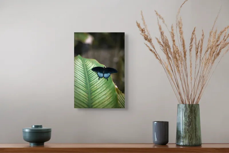 Tablou Canvas, "Fluture albastru odihnindu-se pe frunză", Fluture, Frunza, Verde, Natură, Delicat, Exotic, Contrast, Aripi, Eleganță, Lumină, 26 x 39 cm – poza 5