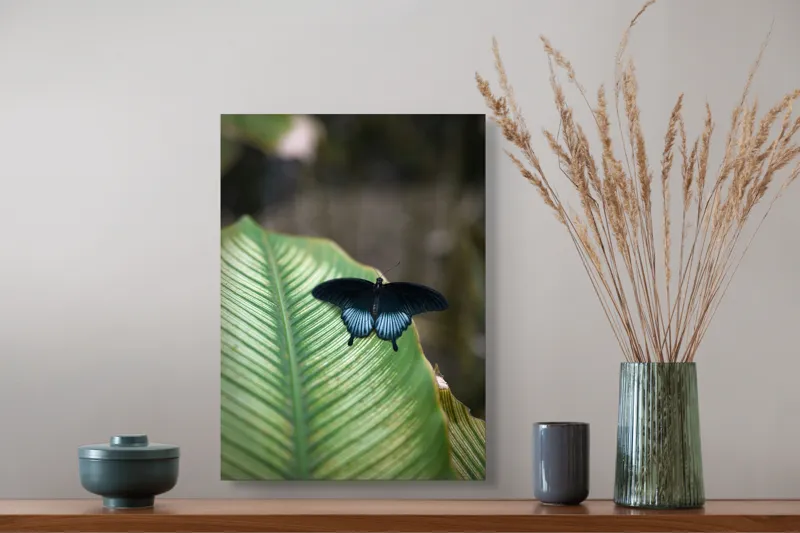 Tablou Canvas, "Fluture albastru odihnindu-se pe frunză", Fluture, Frunza, Verde, Natură, Delicat, Exotic, Contrast, Aripi, Eleganță, Lumină, 39 x 54 cm – poza 3