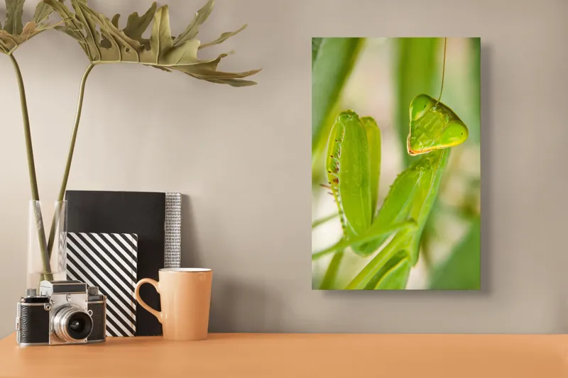 Tablou Canvas, "Răgazul mantidei în lumină verde", Mărilor, Verde, Antene, Ochi, Natură, Textură, Detalii, Transparent, Reflexii, 26 x 39 cm – poza 3