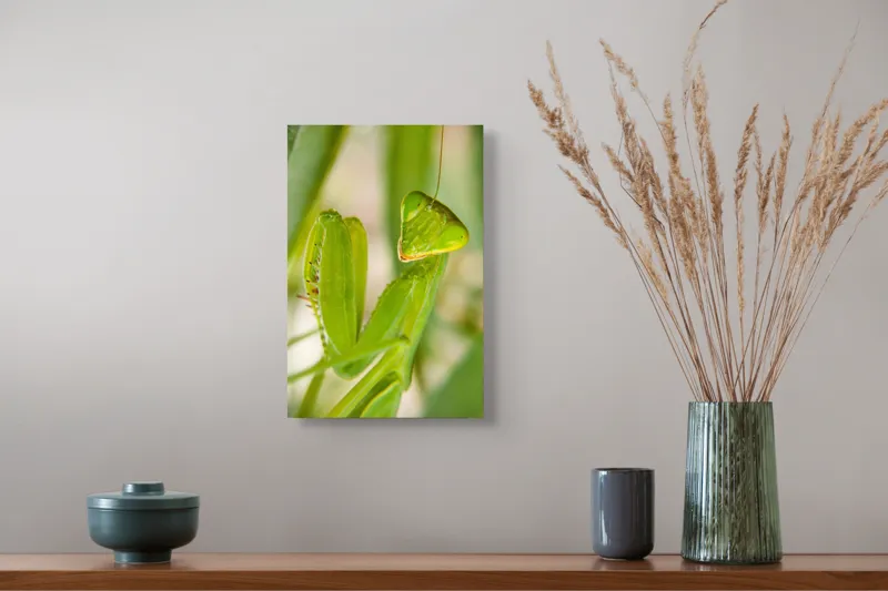 Tablou Canvas, "Răgazul mantidei în lumină verde", Mărilor, Verde, Antene, Ochi, Natură, Textură, Detalii, Transparent, Reflexii, 26 x 39 cm – poza 5