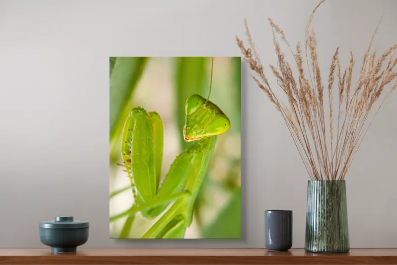 Tablou Canvas, "Răgazul mantidei în lumină verde", Mărilor, Verde, Antene, Ochi, Natură, Textură, Detalii, Transparent, Reflexii, 39 x 54 cm – poza 3