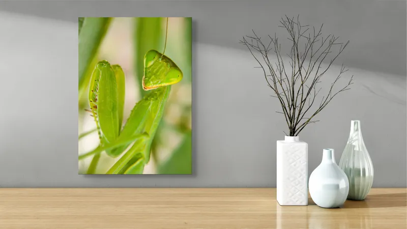 Tablou Canvas, "Răgazul mantidei în lumină verde", Mărilor, Verde, Antene, Ochi, Natură, Textură, Detalii, Transparent, Reflexii, 39 x 54 cm – poza 4