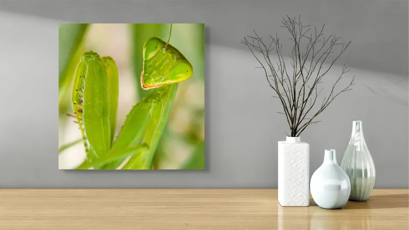 Tablou Canvas, "Răgazul mantidei în lumină verde", Mărilor, Verde, Antene, Ochi, Natură, Textură, Detalii, Transparent, Reflexii, 50 x 50 cm – poza 3
