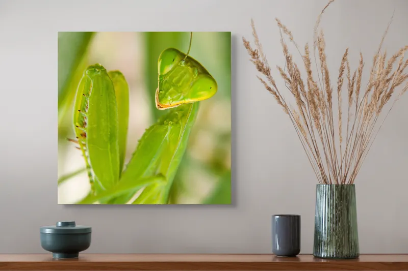 Tablou Canvas, "Răgazul mantidei în lumină verde", Mărilor, Verde, Antene, Ochi, Natură, Textură, Detalii, Transparent, Reflexii, 50 x 50 cm – poza 4