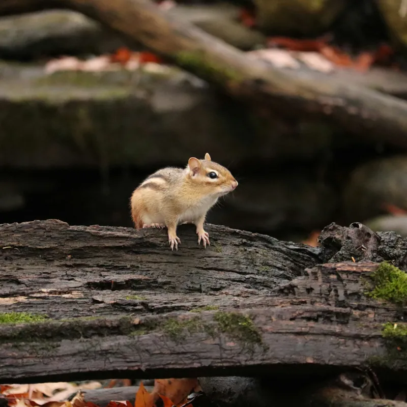 Tablou Canvas, "Veverița pe trunchiul muschiului verde", Chipmunk, Driftwood, Autumn, Moss, Forest, Alert, Nature, Woodland, Wilderness, Camouflage, 100 x 100 cm – poza 2