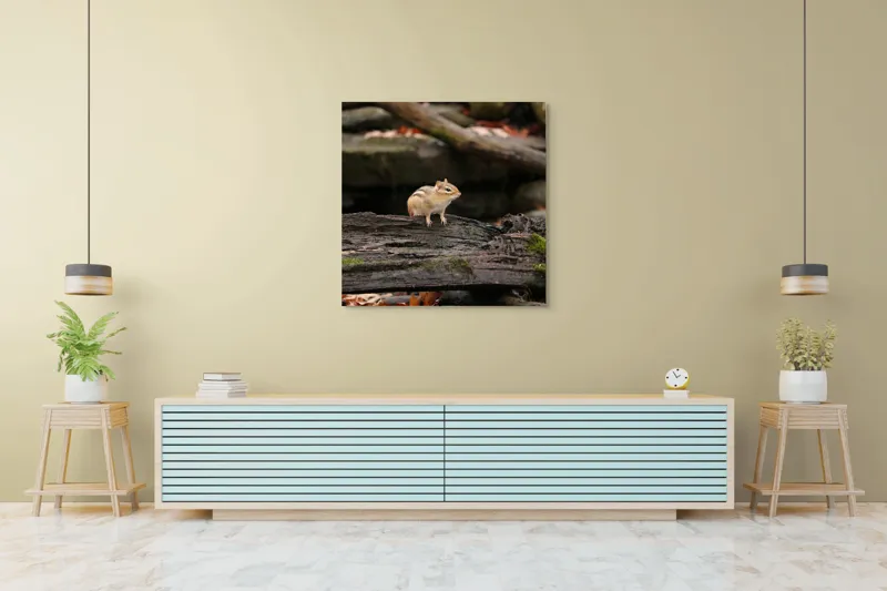 Tablou Canvas, "Veverița pe trunchiul muschiului verde", Chipmunk, Driftwood, Autumn, Moss, Forest, Alert, Nature, Woodland, Wilderness, Camouflage, 100 x 100 cm – poza 5