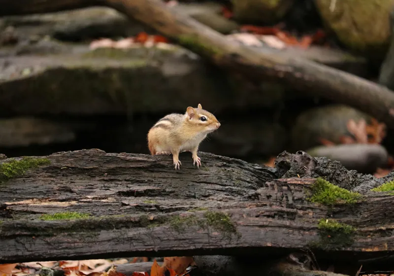 Tablou Canvas, "Veverița pe trunchiul muschiului verde", Chipmunk, Driftwood, Autumn, Moss, Forest, Alert, Nature, Woodland, Wilderness, Camouflage, 100 x 70 cm – poza 2