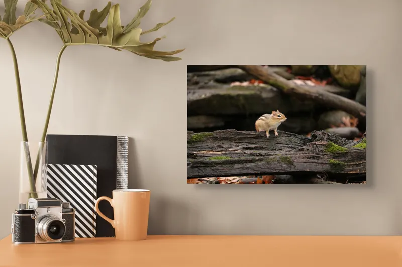 Tablou Canvas, "Veverița pe trunchiul muschiului verde", Chipmunk, Driftwood, Autumn, Moss, Forest, Alert, Nature, Woodland, Wilderness, Camouflage, 39 x 26 cm – poza 3
