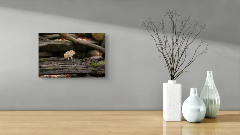 Tablou Canvas, "Veverița pe trunchiul muschiului verde", Chipmunk, Driftwood, Autumn, Moss, Forest, Alert, Nature, Woodland, Wilderness, Camouflage, 39 x 26 cm – poza 8