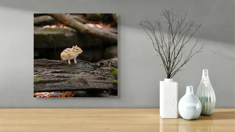 Tablou Canvas, "Veverița pe trunchiul muschiului verde", Chipmunk, Driftwood, Autumn, Moss, Forest, Alert, Nature, Woodland, Wilderness, Camouflage, 50 x 50 cm – poza 3