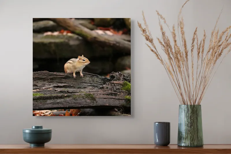 Tablou Canvas, "Veverița pe trunchiul muschiului verde", Chipmunk, Driftwood, Autumn, Moss, Forest, Alert, Nature, Woodland, Wilderness, Camouflage, 50 x 50 cm – poza 4