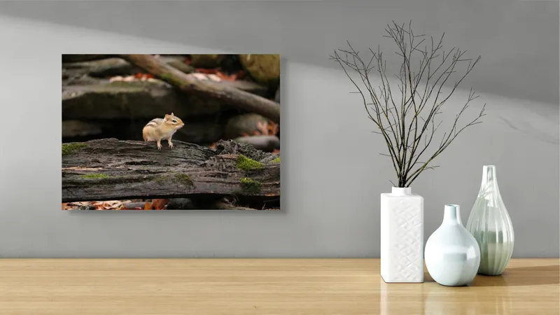 Tablou Canvas, "Veverița pe trunchiul muschiului verde", Chipmunk, Driftwood, Autumn, Moss, Forest, Alert, Nature, Woodland, Wilderness, Camouflage, 54 x 39 cm – poza 3