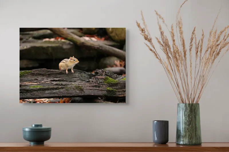 Tablou Canvas, "Veverița pe trunchiul muschiului verde", Chipmunk, Driftwood, Autumn, Moss, Forest, Alert, Nature, Woodland, Wilderness, Camouflage, 54 x 39 cm – poza 4